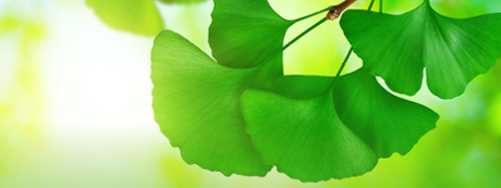 Grüne Ginkgo-Blätter.